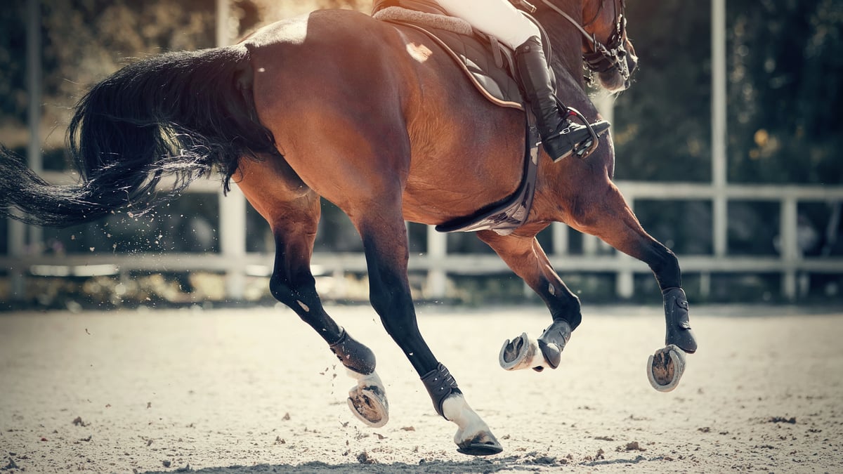 Power Without Speed: What the Right Jumping Canter Actually Feels Like