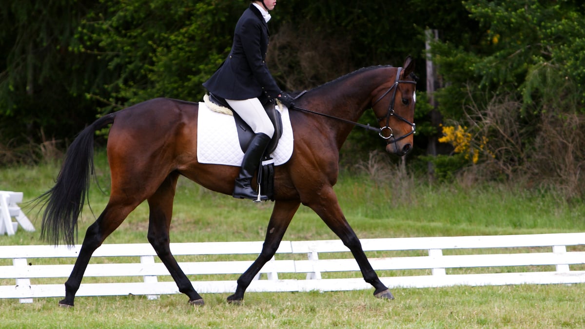 How to Tell If You're Actually in Control of Your Horse's Neck