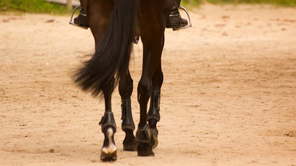 How to Improve Balance and Straightness in Your Horse