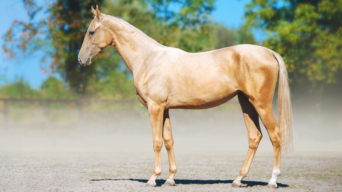 Teaching Your Horse to Stand Still: A Simple Method That Actually Works