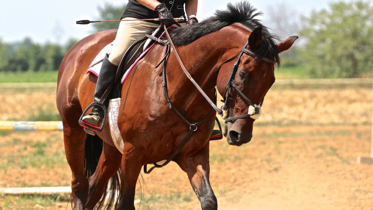 How to Teach Your Horse to Respect Your Inside Leg (Even If They've Ignored It for Years)